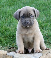 Cane Corso (Italian Mastiff) Puppy