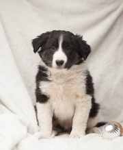 Border Collie Puppy