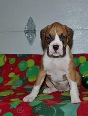 Boxer Puppy 