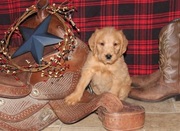 Labradoodle Puppy