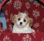 Cavashon Puppy