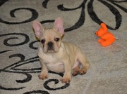 French Bulldog Puppy