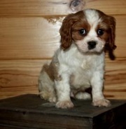 Cavalier King Charles Spaniel Puppies for Sale