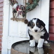 babies Australian Shepherd Puppies for Sale