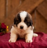 Saint Bernard Puppies for Sale