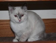 Ragamese Kittens Puppy for Sale