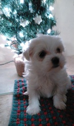Maltzu (Maltese/Shih Tzu) Puppy for Sale