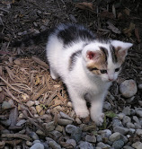 Purebred Lilac Lynx Point Ragdoll Kitten 