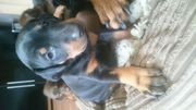 Stunning Dobermann Puppies