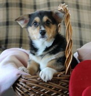 ll Welsh Corgi (Pembroke) Puppies