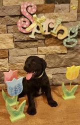 Brittador Puppies