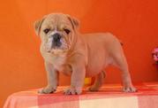 English Bulldog Puppies