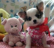 Little Chihuahua Puppies for Sale