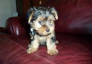 Teacup Yorkie Puppies
