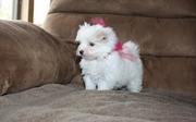 Teacup Maltese Puppies for Sale