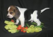 Basset Hound Puppies Now ready to go