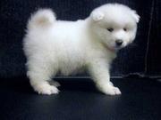 amoyed Puppies For Sale 