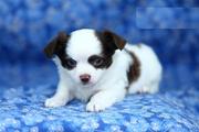 These adorable Chihuahua puppies have been family