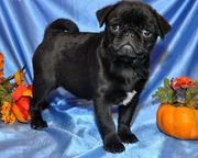 Black pug puppy