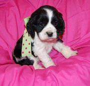 Cocker Spaniel puppy for sale.