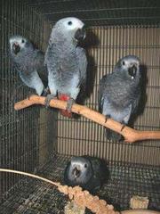 African Grey parrots for sale.