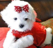 maltese puppy for sale