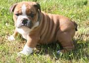 English bulldog puppies for sale