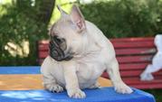 french bulldog puppies for sale