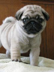 Black pug puppy for sale