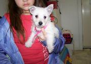 Beautiful West Highland Terrier Puppies