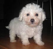 Lovely Bichon Frise Puppies for sale