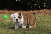 Quality English Bulldog Puppies for sale