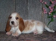 basset hound puppies