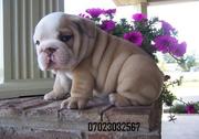 English bulldog puppies for sale