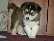 alaska molamut puppies for sale