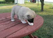 caring Akita puppies for good home