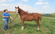 Quarter Horse Gelding
