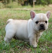 French bulldog puppies 