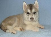 good looking Siberian husky puppires 