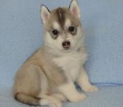 beautiful siberian husky puppies 