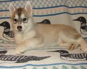  cute gorius sibrian huksy puppies
