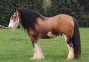 nice looking gypsy hourse 
