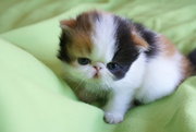 cute cat for sell