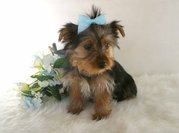 adorable yorkshire for sell