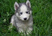 cute siberian husky