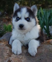 husky very playful and on market to any good person.