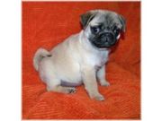 cute pug puppy 