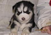 BEAUTIFUL Siberian Husky for good home