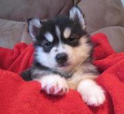 Siberian Husky puppies ready now for shipment