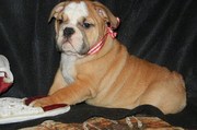 English BullDog For Sale